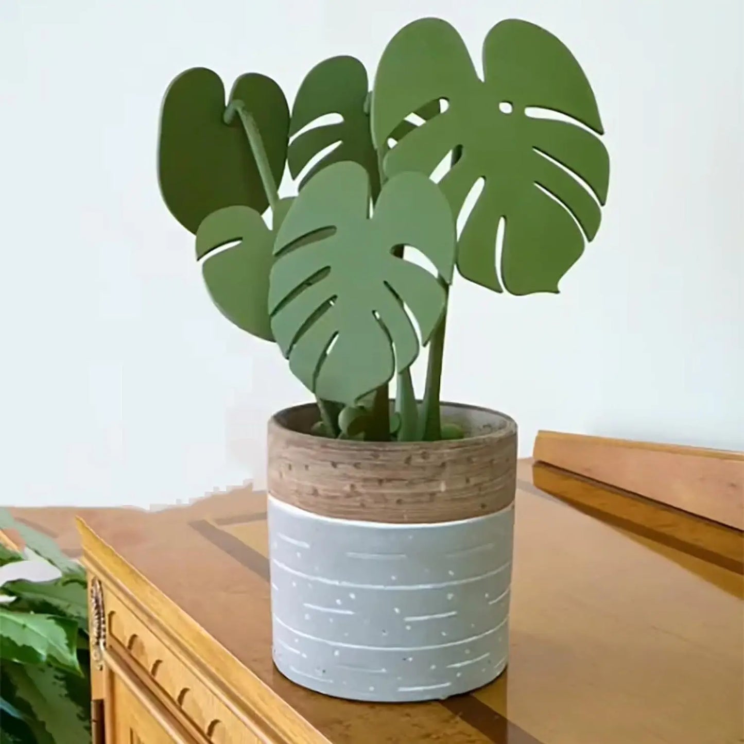 Monstera Plant - Green Leaf Drink Coasters